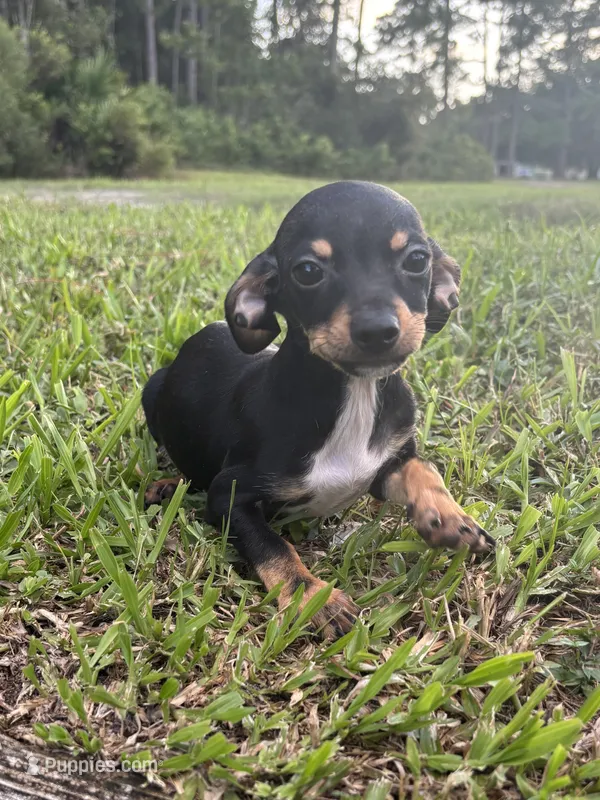 Miller – Chiweenie puppy for sale in Saint Augustine, FL