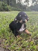 Miller, a male Chiweenie for sale in Saint Augustine, FL – 1 of 5