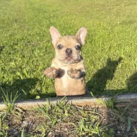 Pickles, a female French Bulldog for sale in Saint Augustine, FL – 2 of 5