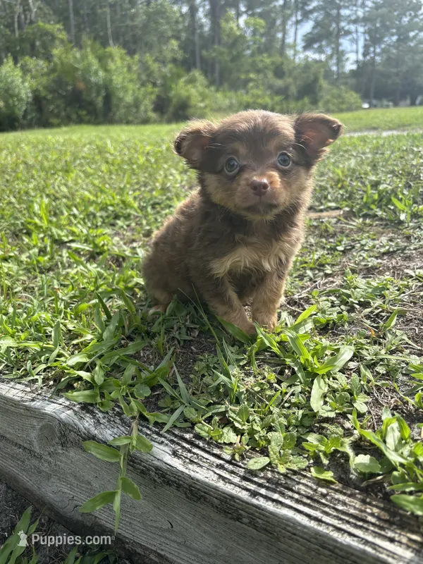 Bear – Chihuahua puppy for sale in Saint Augustine, FL