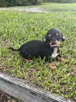 Miller, a male Chiweenie for sale in Saint Augustine, FL – 5 of 5