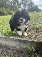 Trixi, a female Chihuahua and Shih Tzu for sale in Saint Augustine, FL – 4 of 5