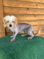 Tito, a male Chinese Crested for sale in Saint Augustine, FL – 6 of 8