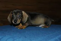 Captain , a male Miniature Dachshund for sale in Saint Augustine, FL – Photo 3 of 3