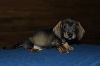 Captain , a male Miniature Dachshund for sale in Saint Augustine, FL – Photo 2 of 3