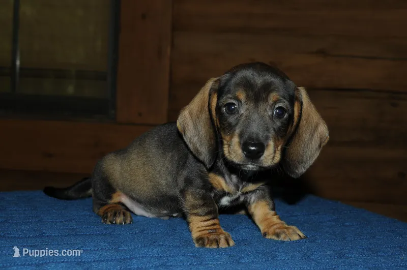 Captain  – Miniature Dachshund puppy for sale in Saint Augustine, FL