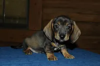 Captain , a male Miniature Dachshund for sale in Saint Augustine, FL – Photo 1 of 3
