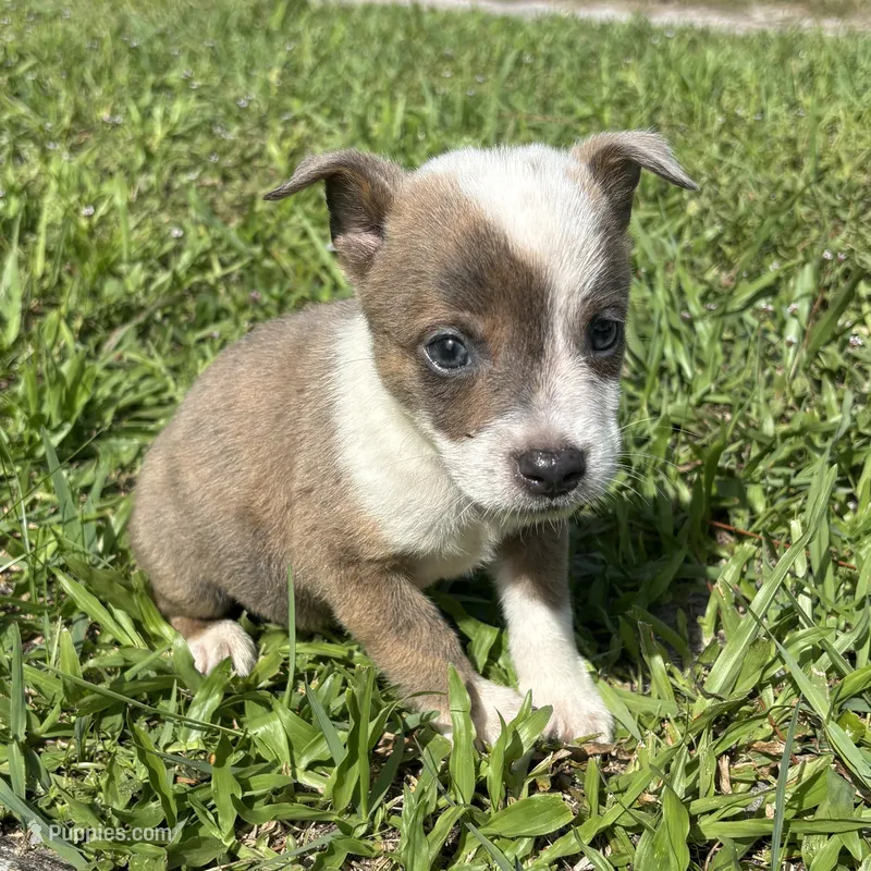 Tiger – Jack Russell Terrier, Chihuahua puppy for sale in Saint Augustine, FL