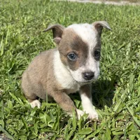 Tiger, a male Jack Russell Terrier and Chihuahua for sale in Saint Augustine, FL – 1 of 4