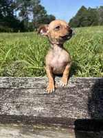Penny , a female Chihuahua for sale in Saint Augustine, FL – 3 of 7