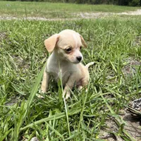 Lucy, a female Malchi for sale in Saint Augustine, FL – 5 of 5