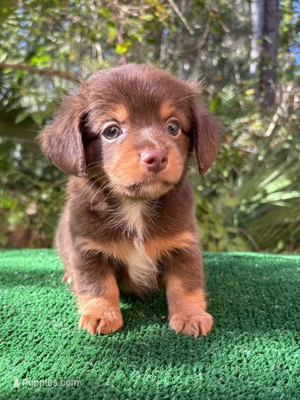 Banks  – Chiweenie puppy for sale in Saint Augustine, FL