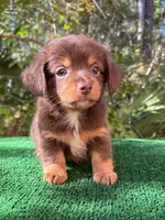 Banks , a male Chiweenie for sale in Saint Augustine, FL – 1 of 6