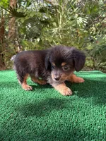 Leo, a male Chiweenie for sale in Saint Augustine, FL – 6 of 6