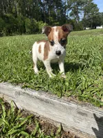 Joey, a male Jack Russell Terrier and Chihuahua for sale in Saint Augustine, FL – 3 of 6