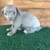 Ninja, a male Chiweenie for sale in Saint Augustine, FL – 2 of 6