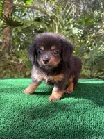 Leo, a male Chiweenie for sale in Saint Augustine, FL – 5 of 6