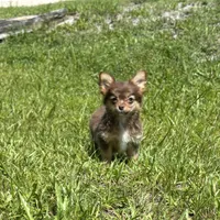 Brandy, a female Chihuahua for sale in Saint Augustine, FL – 1 of 5