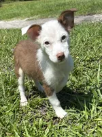 Max, a male Pembroke Welsh Corgi and Miniature Australian Shepherd for sale in Saint Augustine, FL – 2 of 4