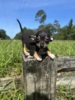Nala, a female Chihuahua for sale in Saint Augustine, FL – 2 of 5