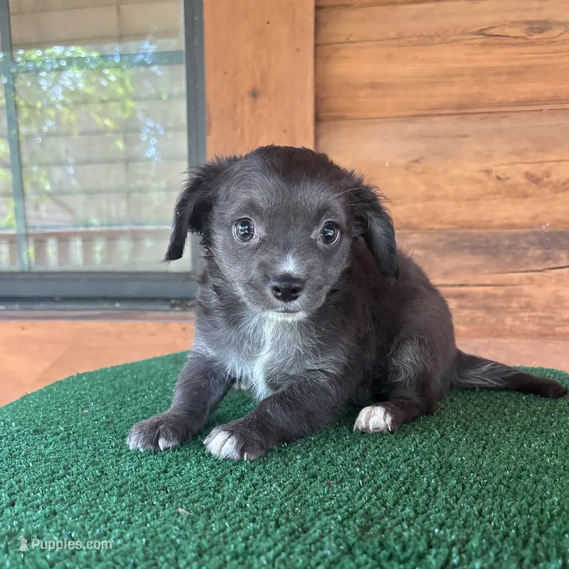 Otto – Chiweenie puppy for sale in Saint Augustine, FL
