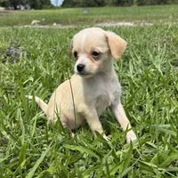 Lucy, a female Malchi for sale in Saint Augustine, FL – 3 of 5