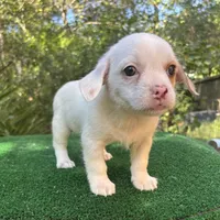 Ruby, a female Chihuahua and Shih Tzu for sale in Saint Augustine, FL – 4 of 4