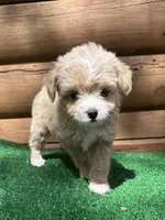 Penelope , a female Chinese Crested and Poodle - Miniature  for sale in Saint Augustine, FL – Photo 2 of 3