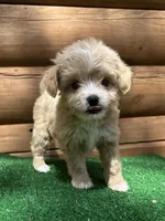 Penelope , a female Chinese Crested and Poodle - Miniature  for sale in Saint Augustine, FL – Photo 3 of 3