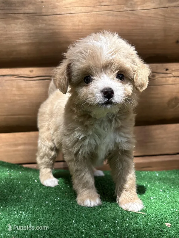 Penelope  – Chinese Crested, Poodle - Miniature  puppy for sale in Saint Augustine, FL