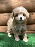 Penelope , a female Chinese Crested and Poodle - Miniature  for sale in Saint Augustine, FL – Photo 1 of 3