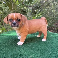Buck, a male Chihuahua and Shih Tzu for sale in Saint Augustine, FL – 3 of 4