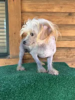 Tito, a male Chinese Crested for sale in Saint Augustine, FL – 7 of 8