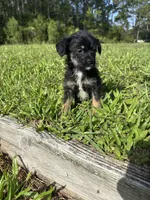 Marley, a male Chorkie for sale in Saint Augustine, FL – 4 of 4