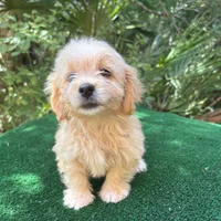 Biscuit, a male Poodle - Miniature  and Miniature Dachshund for sale in Saint Augustine, FL – 2 of 6
