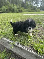 Trixi, a female Chihuahua and Shih Tzu for sale in Saint Augustine, FL – 5 of 5