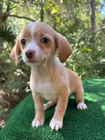 Lulu, a female Chiweenie for sale in Saint Augustine, FL – 5 of 6