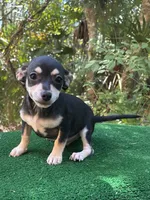 Diego, a male Chiweenie for sale in Saint Augustine, FL – 3 of 5