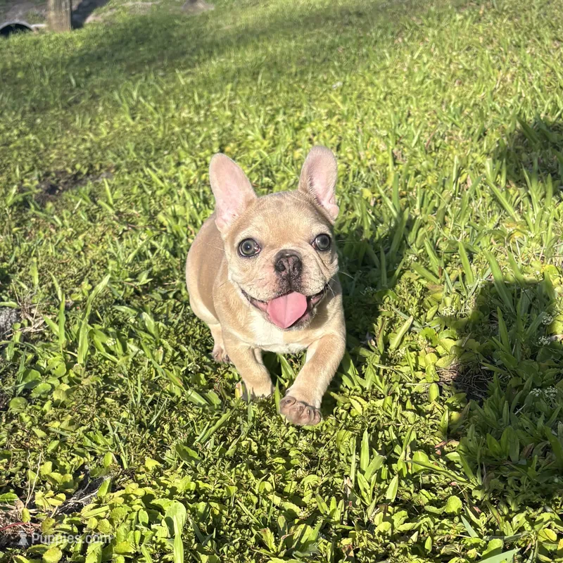 Pickles – French Bulldog puppy for sale in Saint Augustine, FL