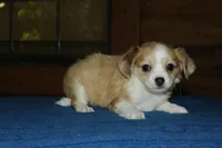 Huck, a male Chihuahua for sale in Saint Augustine, FL – Photo 1 of 3