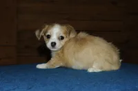 Huck, a male Chihuahua for sale in Saint Augustine, FL – Photo 3 of 3