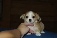 Huck, a male Chihuahua for sale in Saint Augustine, FL – Photo 2 of 3