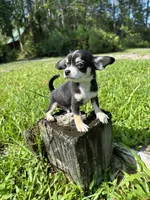 Mario, a male Chihuahua for sale in Saint Augustine, FL – 3 of 4
