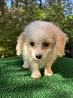 Suzy, a female Malchi for sale in Saint Augustine, FL – 6 of 6
