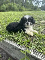 Luna, a female Chihuahua and Shih Tzu for sale in Saint Augustine, FL – 2 of 9
