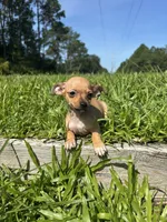 Penny , a female Chihuahua for sale in Saint Augustine, FL – 2 of 7
