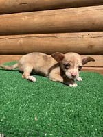 Happy , a male Chiweenie for sale in Saint Augustine, FL – Photo 6 of 7