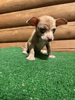 Happy , a male Chiweenie for sale in Saint Augustine, FL – Photo 2 of 7