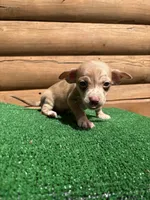 Happy , a male Chiweenie for sale in Saint Augustine, FL – Photo 3 of 7