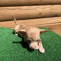 Happy , a male Chiweenie for sale in Saint Augustine, FL – Photo 4 of 7